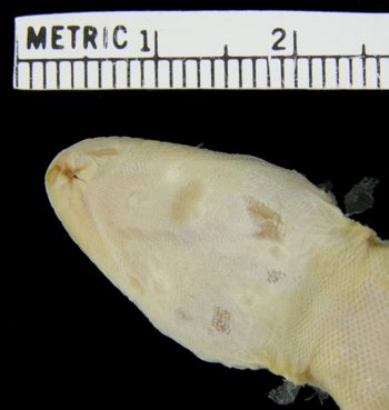Media type: image;   Herpetology R-21927